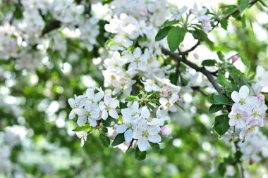 Bulanık bir arka plan karşı beyaz elma çiçekleri