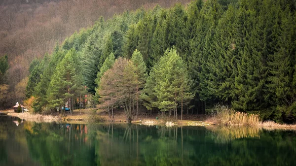 Groen bos reflectie door het meer — Stockfoto