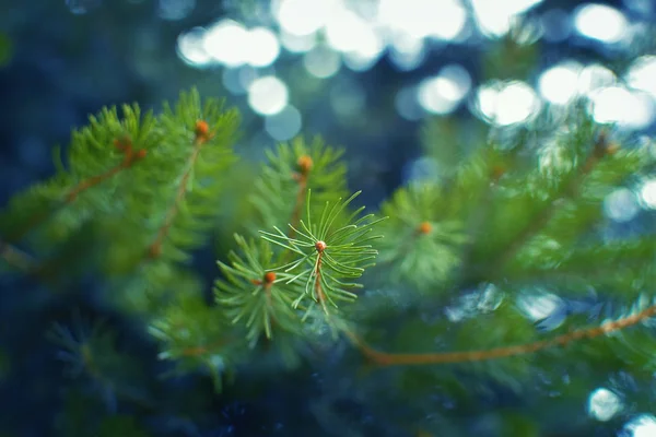 Close-up van Pine Tree met onscherpe achtergrond en blauw filter — Stockfoto