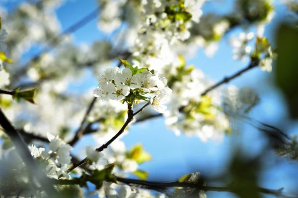 Flores brancas de maçã contra um fundo desfocado — Fotografia de Stock