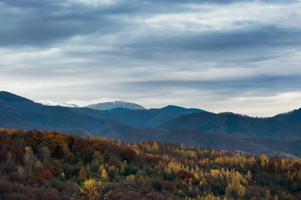 Herfst landschap scène met gele bos en berg op de achtergrond — Stockfoto