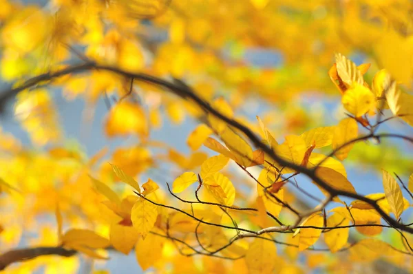 Gele bladeren close-up in heldere zonsondergang — Stockfoto