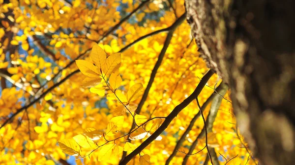 Feuilles jaunes rapprochées dans un coucher de soleil lumineux — Photo