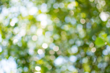 Odak arka plan dışında, parlak bokeh