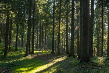 Sonbaharda çam ormanları ve yerde güneş ışınları