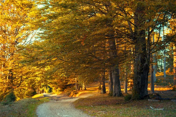 Caminho da floresta de outono nas montanhas — Fotografia de Stock