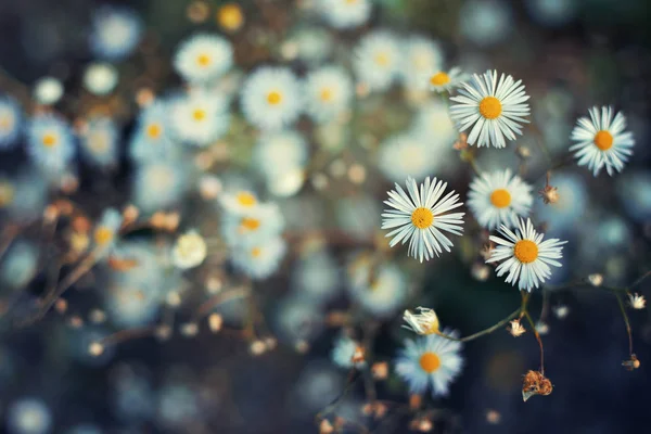흐릿 한 배경을 가진 데이지 꽃들을 가까이 서 본 모습 — 스톡 사진