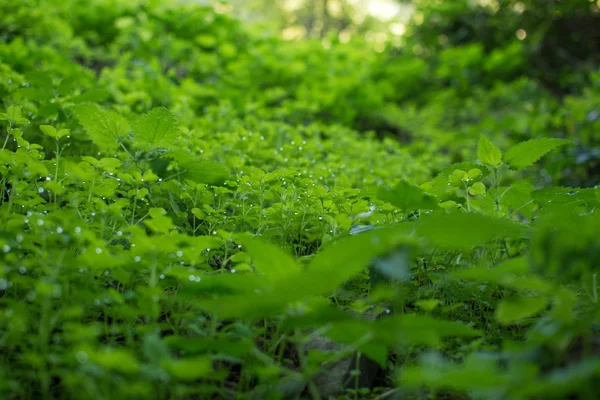 Vert fond de champ de trèfle frais avec des gouttelettes d'eau — Photo