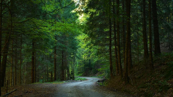 Road in fir forest in early Autumn — Stock Photo, Image