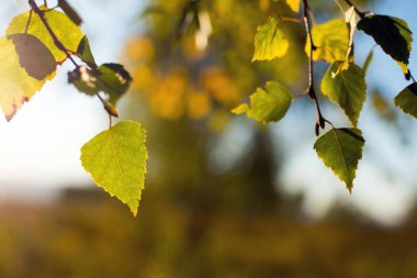 Altın güneş ışığında huş ağacı yaprakları