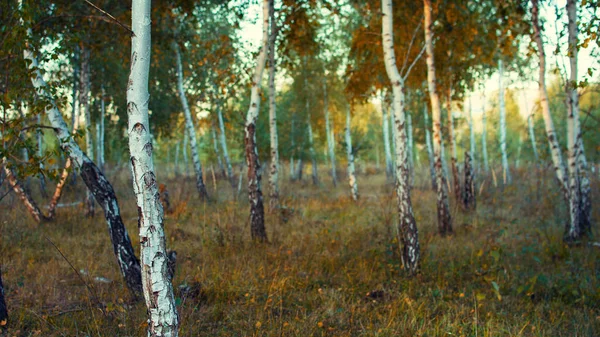 Foresta di betulla in autunno, filtro vintage applicato — Foto Stock