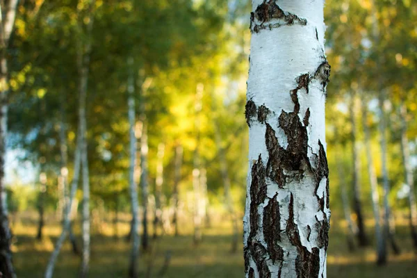 Birch tree trunk close up against an out of focus background — Stock Photo, Image