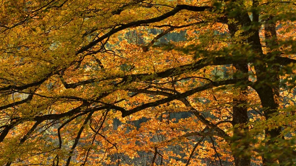 Fermeture des branches d'arbres en automne — Photo