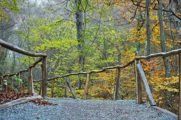Тропа и деревянные перила в национальном парке, Румыния — стоковое фото