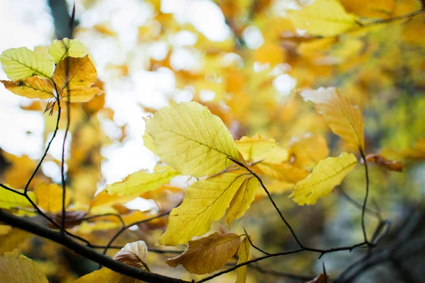 Hojas doradas en las ramas en otoño, poca profundidad de campo —  Fotos de Stock