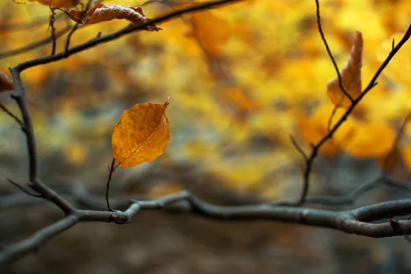 Yellow leaf close up on a dark branch — Stock Photo, Image