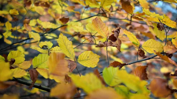 Gouden bladeren op takken in de herfst — Stockfoto