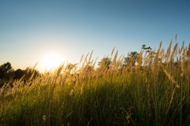 Gün batımında çimenler güneşe karşı