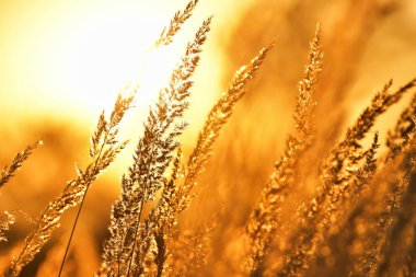 Gün batımında çimenler güneşe karşı