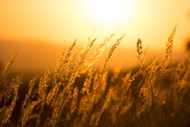 Gün batımında çimenler güneşe karşı