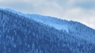 Karla kaplı ormanın havadan görünüşü