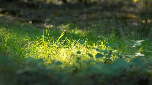 Летняя Трава Воздействием Света — стоковое фото