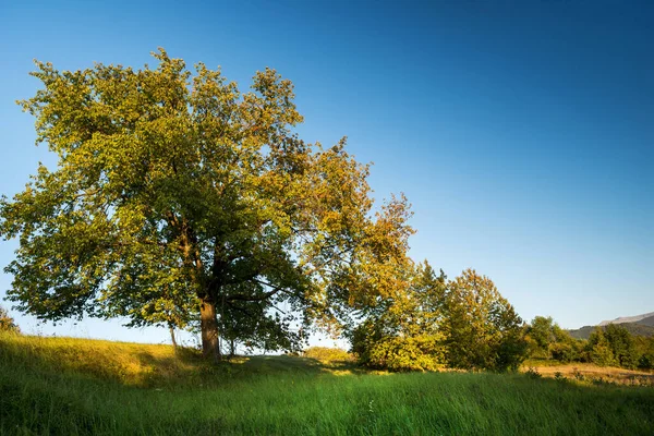 Bomen Herfst Tegen Een Heldere Blauwe Lucht — Stockfoto