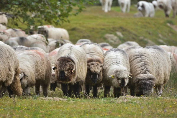 一群羊在山上吃草 — 图库照片