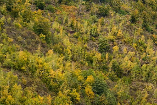 Luftaufnahme Des Birkenwaldes Herbst — Stockfoto