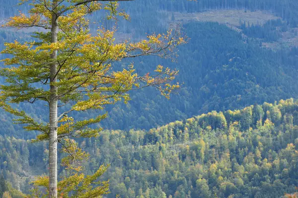 Nahaufnahme Von Bergbäumen Herbst — Stockfoto