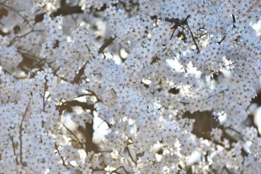 Parlak bir arkaplanda beyaz çiçekler