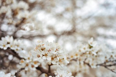 Bulanık bir arkaplanda beyaz çiçekler