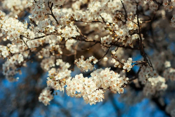 Fleurs Blanches Sur Fond Bleu Foncé — Photo