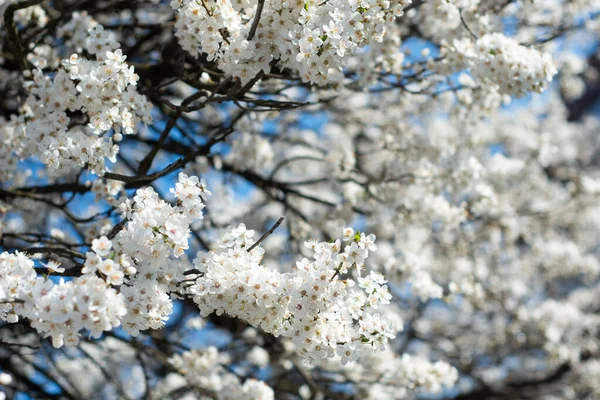 濃い青を背景にした白い花 — ストック写真