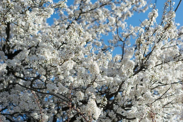 White Flowers Bright Background — Stock Photo, Image