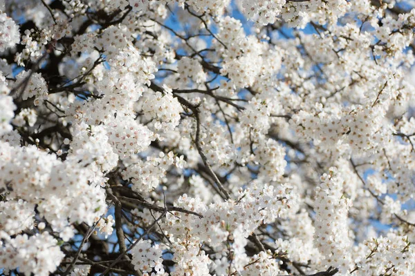 在明亮的背景下柔和地专注于白花 — 图库照片