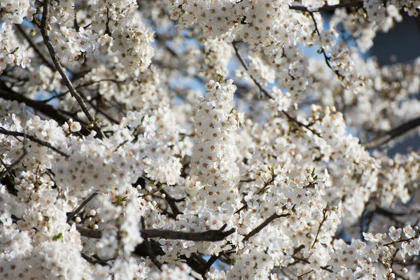 Flores Brancas Contra Fundo Desfocado — Fotografia de Stock