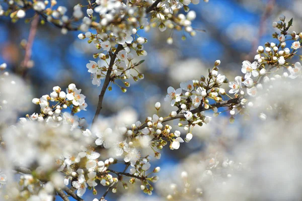 White Flowers Blurred Background — Stock Photo, Image