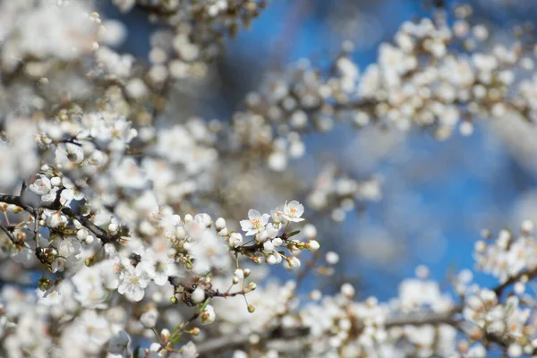 White Flowers Blurred Background — Stock Photo, Image