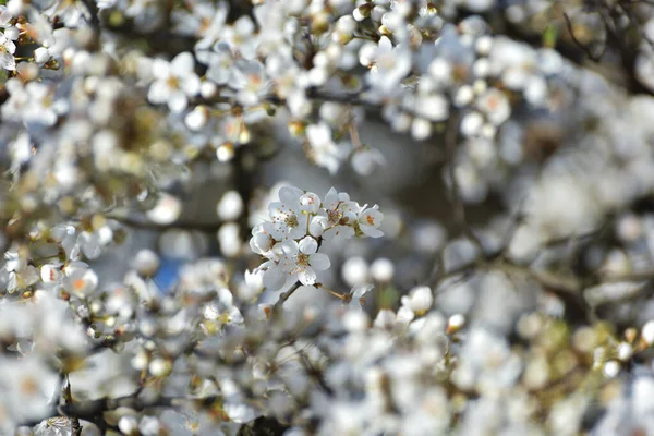 Fleurs Blanches Sur Fond Flou — Photo