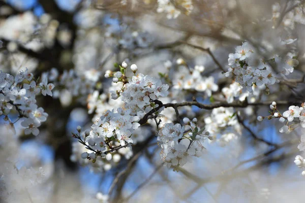 濃い青を背景にした白い花 — ストック写真