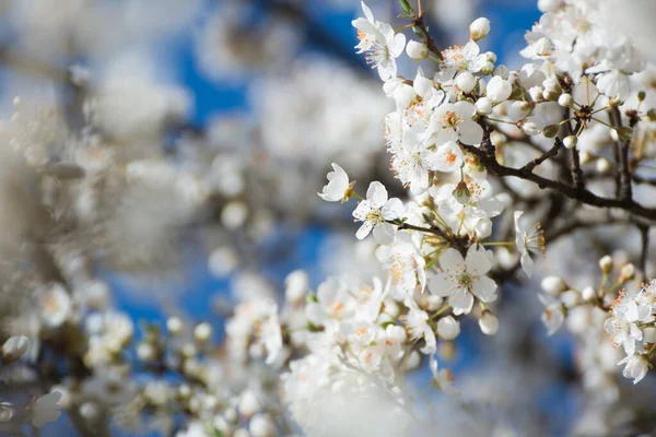 White Flowers Blurred Background — Stock Photo, Image