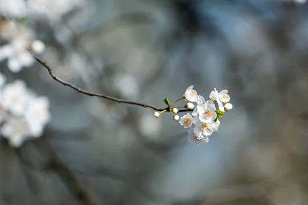 Vit Blomma Mot Suddig Bakgrund — Stockfoto