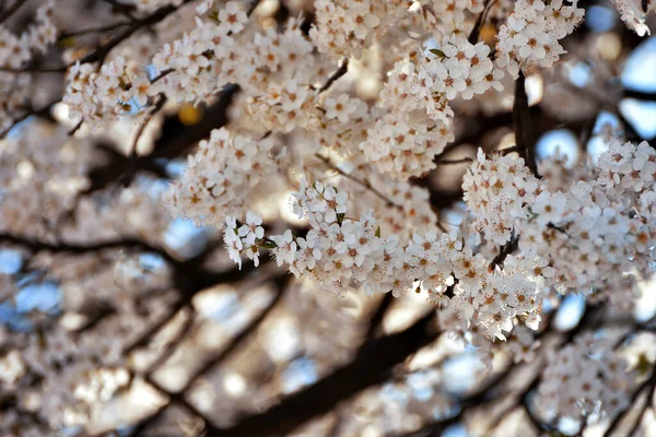 Flor Blanca Sobre Fondo Borroso — Foto de Stock