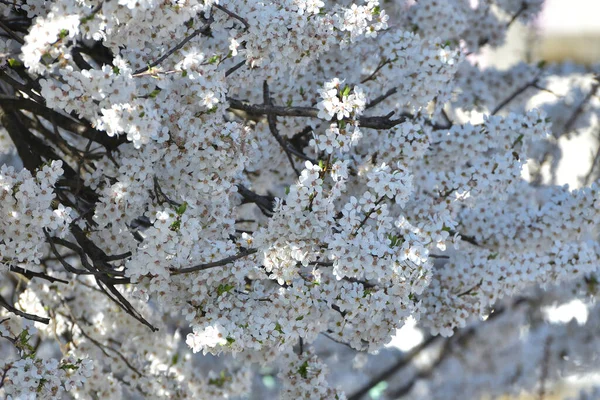 Flores Brancas Contra Fundo Brilhante — Fotografia de Stock