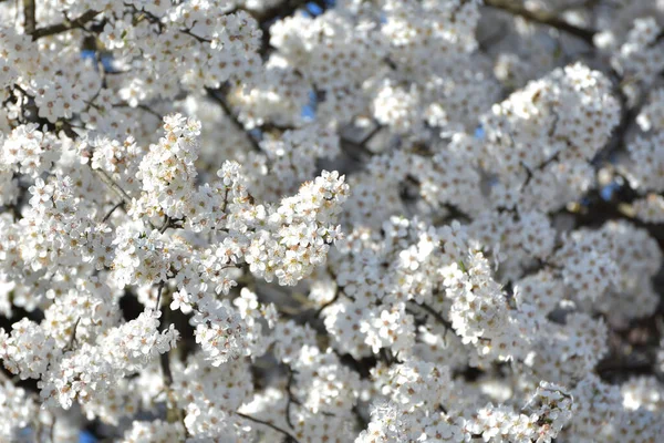 Vita Blommor Mot Suddig Bakgrund — Stockfoto