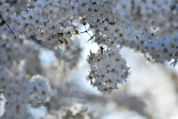 Білі Квіти Розмитому Тлі — стокове фото