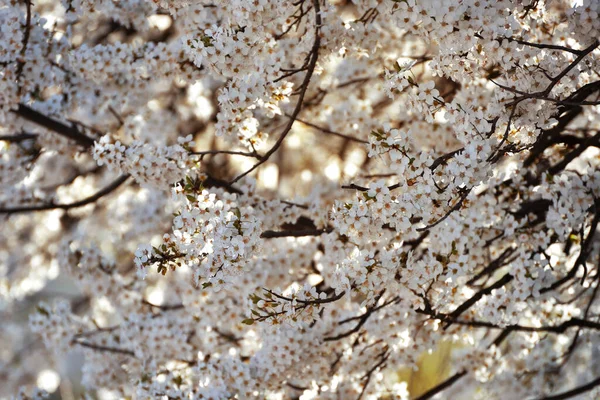 Flores Brancas Contra Fundo Desfocado — Fotografia de Stock