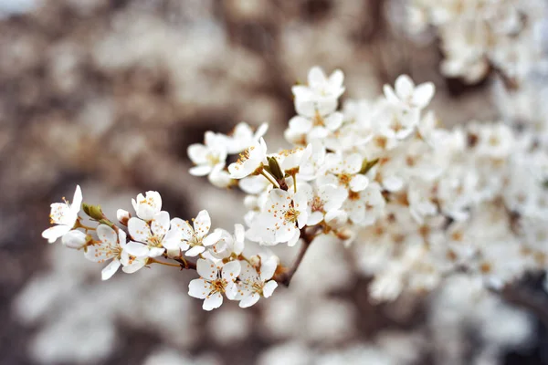 Vita Blommor Mot Suddig Bakgrund — Stockfoto