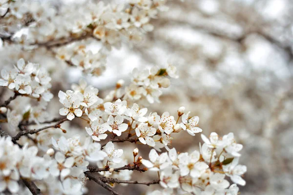 Білі Квіти Розмитому Тлі — стокове фото